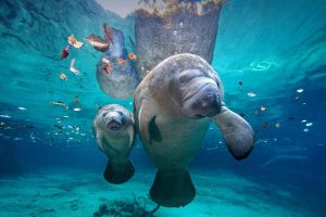 Manatee Mom