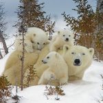 Manitoba Cubs