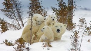 Manitoba Cubs