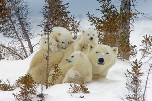 Manitoba Cubs