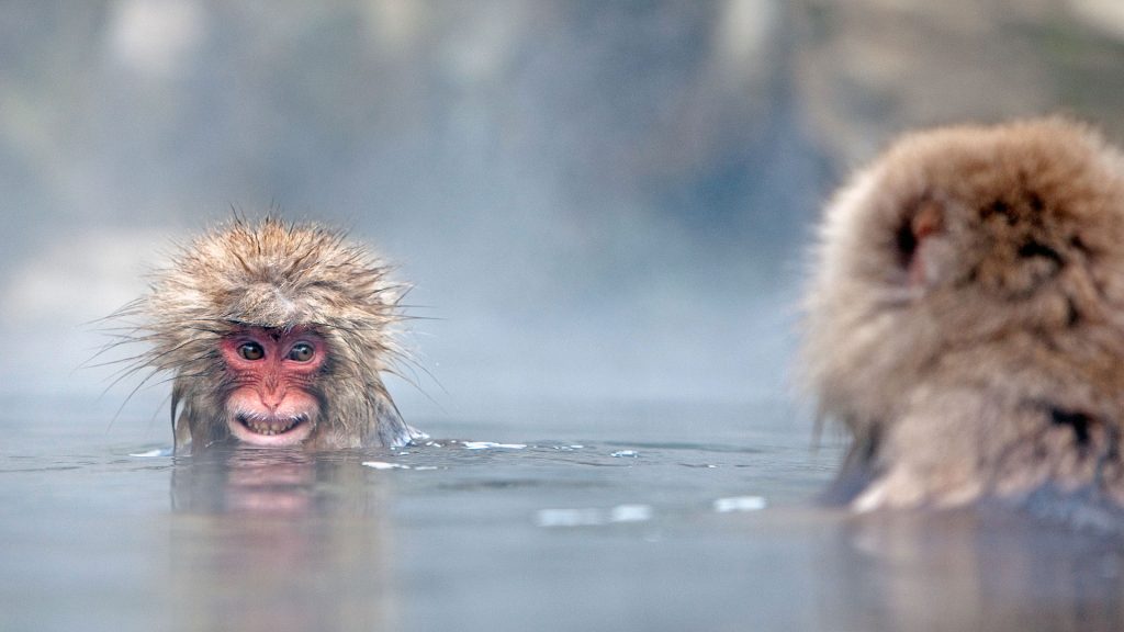 Monkey Soak