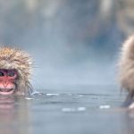 Monkey Soak