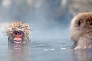 Monkey Soak