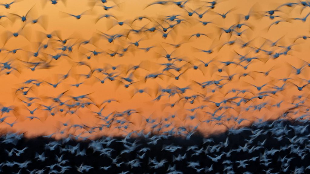 Montezuma Snow Geese