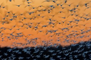 Montezuma Snow Geese