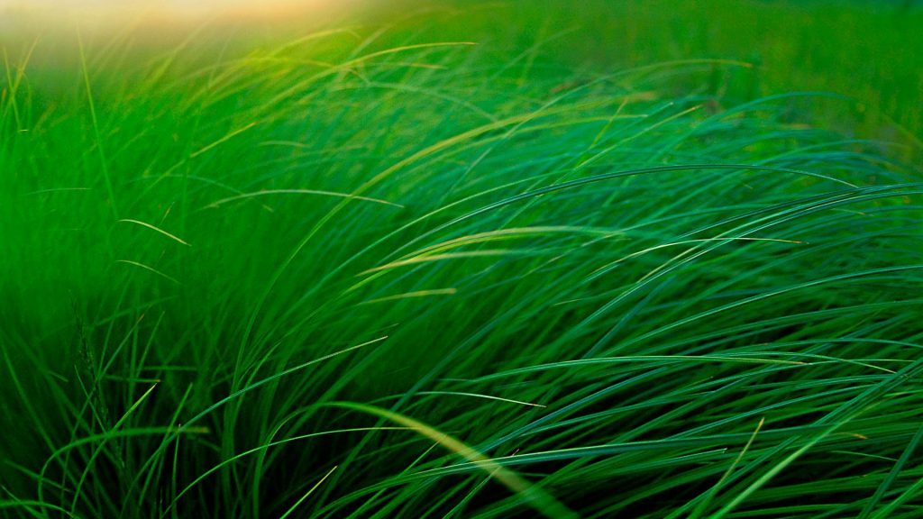 Moose Lake Grass