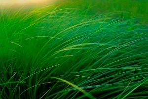 Moose Lake Grass