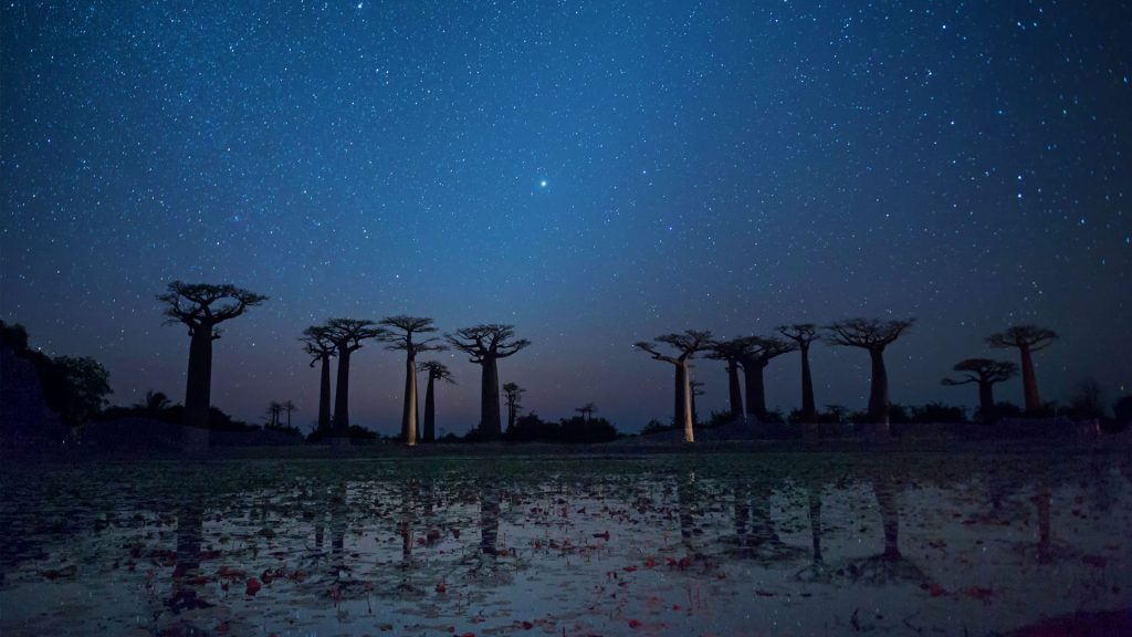 Morondava Baobab