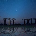 Morondava Baobab