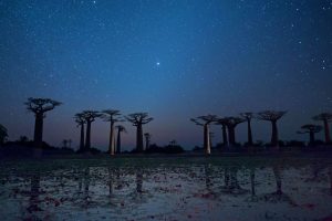 Morondava Baobab