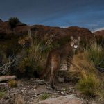 Mountain Cougar