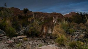 Mountain Cougar