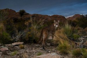 Mountain Cougar