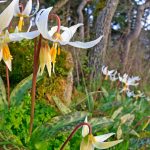 Nanaimo Lilies