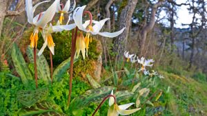 Nanaimo Lilies