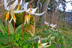 Nanaimo Lilies