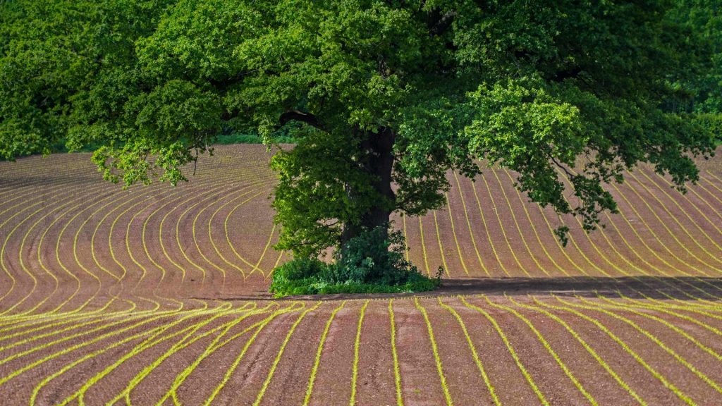 Oak Tree Maize