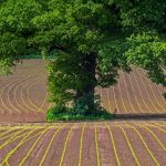 Oak Tree Maize