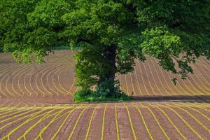 Oak Tree Maize