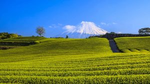 Green Tea Plantation and Mt. Fuji