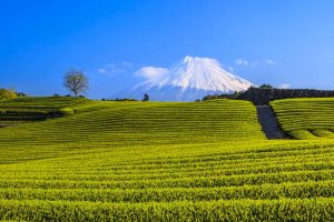 Green Tea Plantation and Mt. Fuji