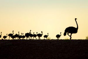 Ostrich Dad