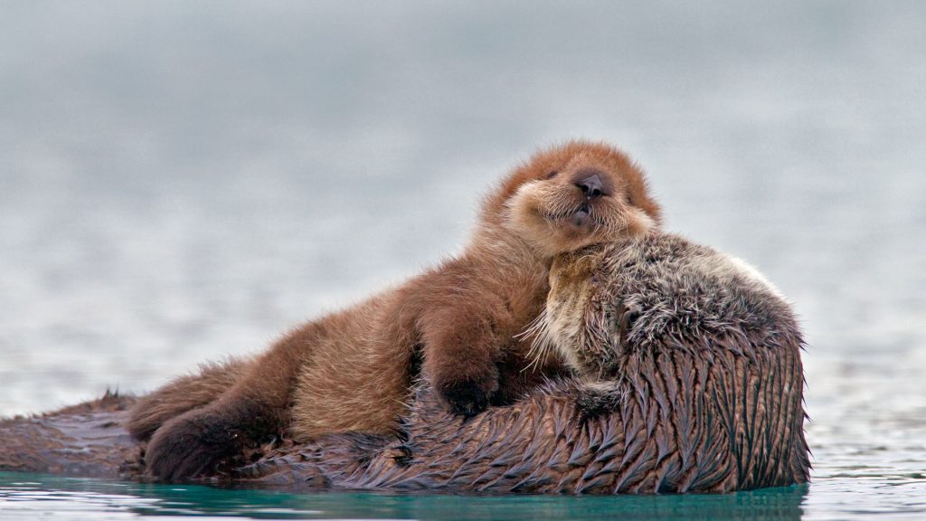 PW Sea Otter Pup