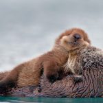 PW Sea Otter Pup