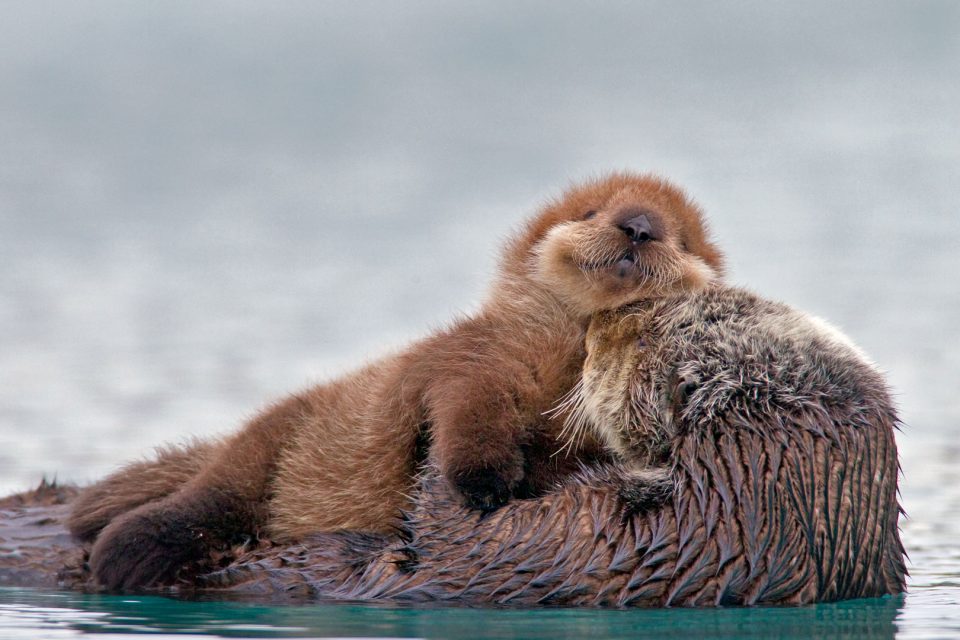 PW Sea Otter Pup – Bing Wallpaper Download