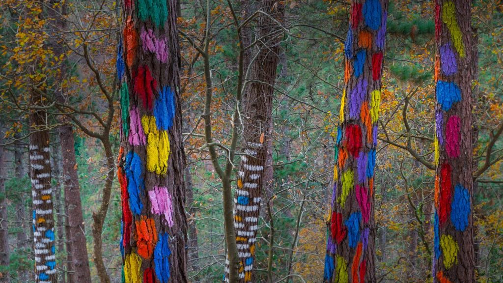 Painted Forest