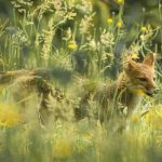 Pampas Fox