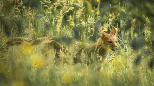 Pampas Fox