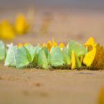 Pantanal Butterflies