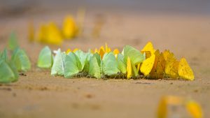 Pantanal Butterflies