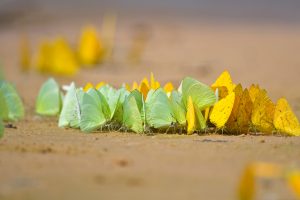 Pantanal Butterflies