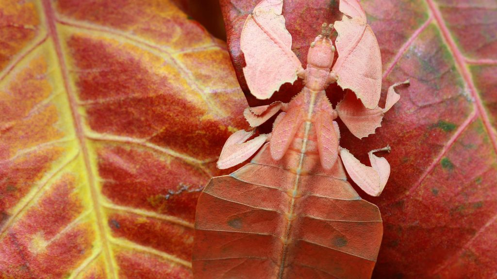 Leaf Insect – Bing Wallpaper Download