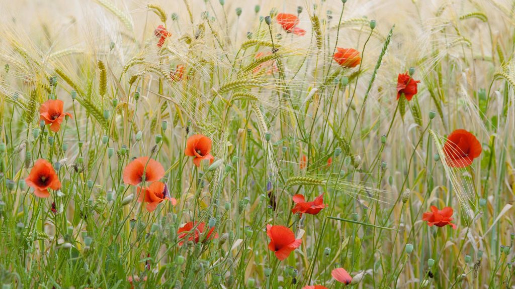 Provence Poppiesfield