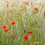 Provence Poppiesfield