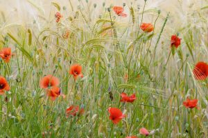 Provence Poppiesfield