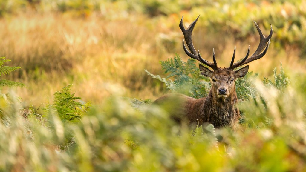 Red Deer Stag