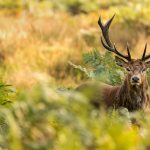 Red Deer Stag