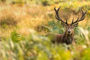 Red Deer Stag