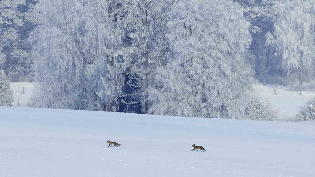 Red Foxes Snow