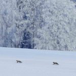 Red Foxes Snow