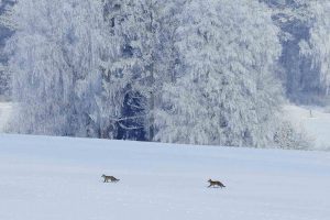 Red Foxes Snow