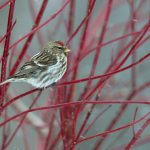 Redpoll Quebec