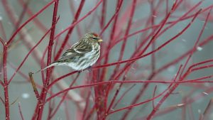 Redpoll Quebec