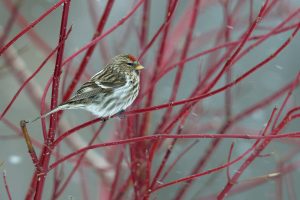 Redpoll Quebec