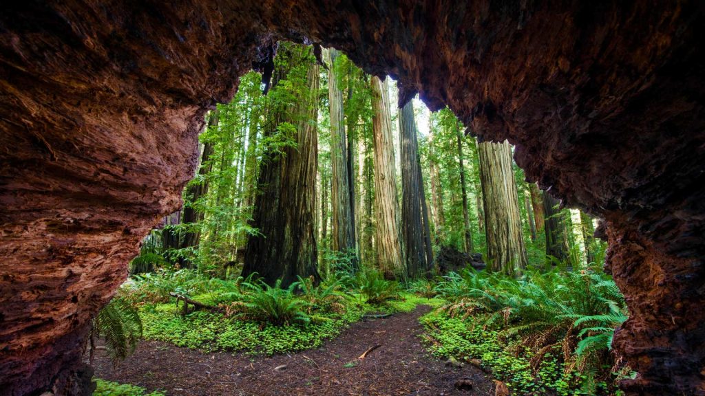 Redwoods Jedediah