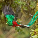 Resplendent Quetzal